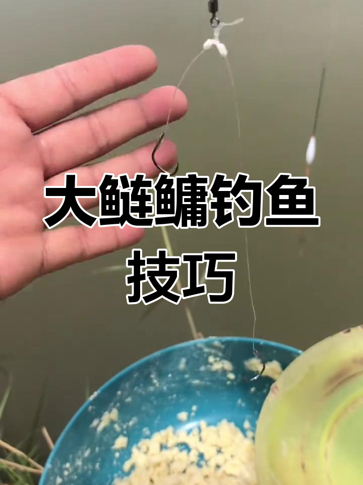钓大鲢鳙时,钩距可适当加大至8公分以上