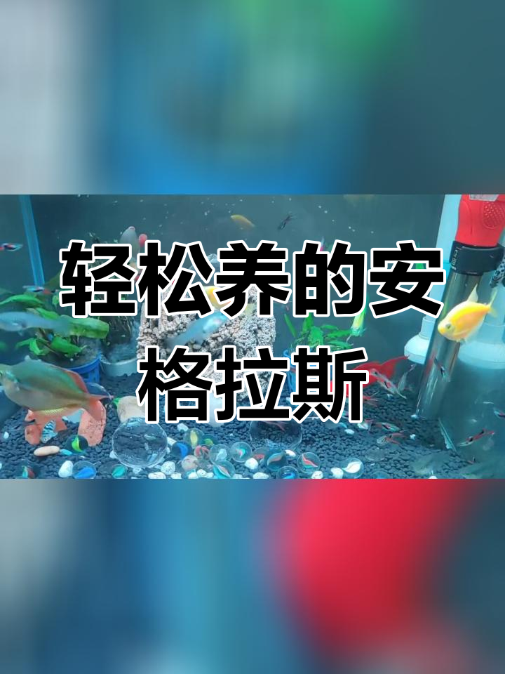 安格拉斯孔雀鱼,五年养成的美丽风景