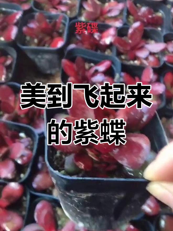 紫蝶多肉,美丽如飞