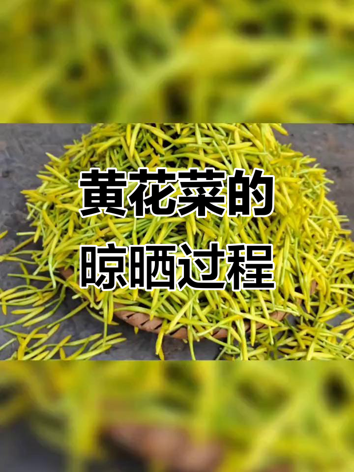 新鲜黄花菜制作全流程,晒干后美味更长久