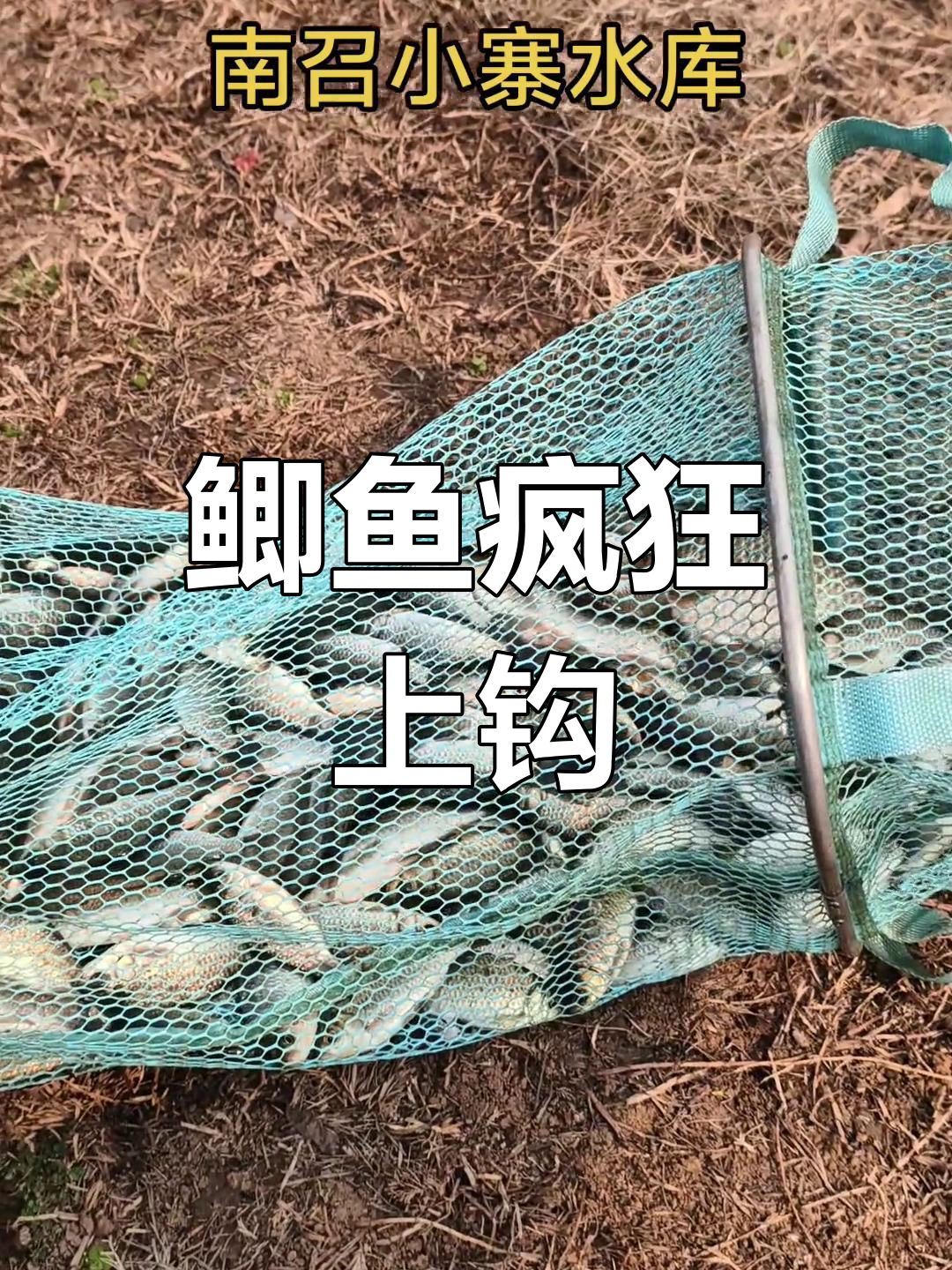 小寨水库鲫鱼狂咬,虽小但足够满足!