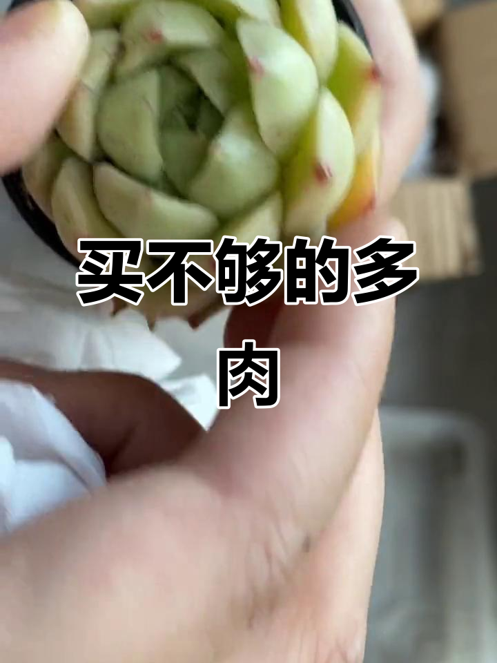 多肉植物太可爱了,根本停不下来!