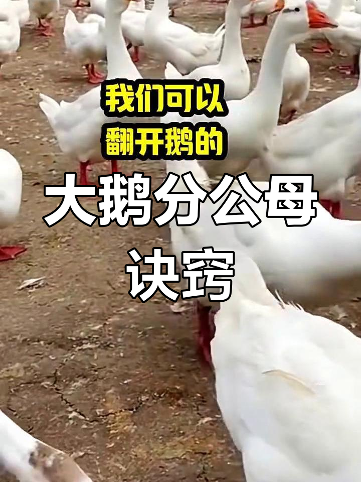 如何分辨大鹅公母?学会这些技巧轻松搞定