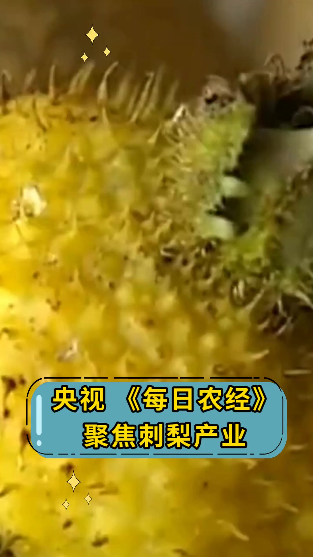 央视《每日农经》聚焦刺梨产业