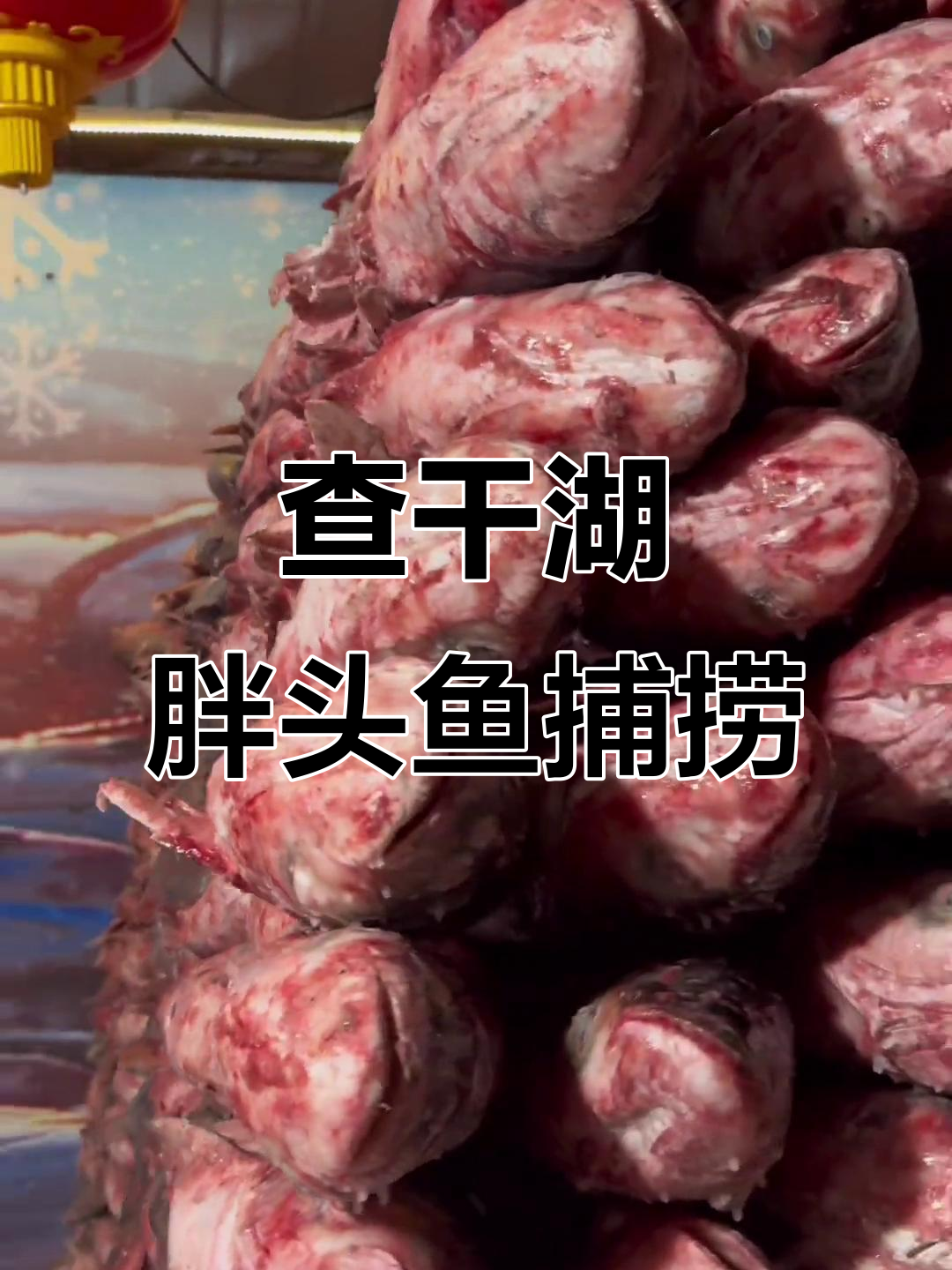 查干湖胖头鱼冬捕体验,渔民生活大揭秘