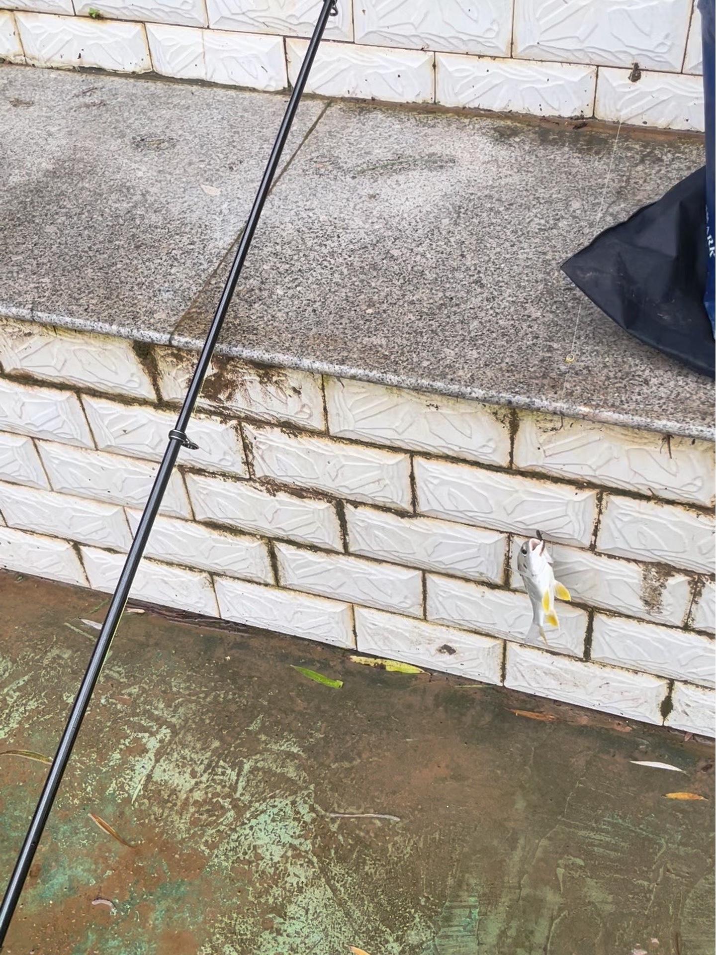 无聊来钦江钓腊鱼 原来钓鱼才是抖音运动顶流 黄脚腊 矶钓 日常钓一钓