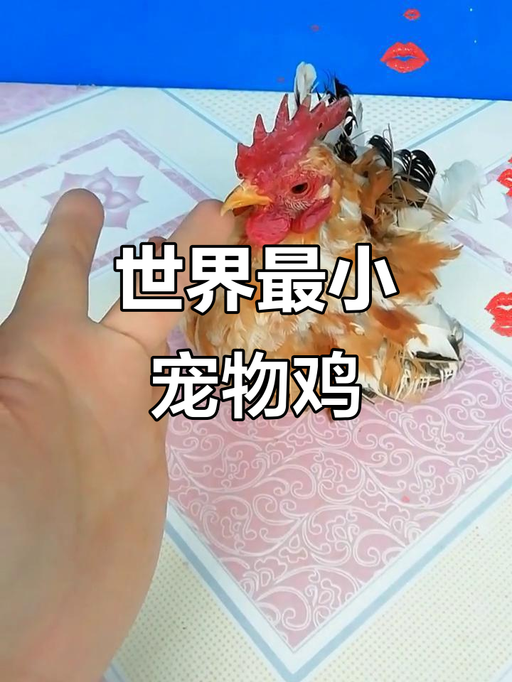 世界上最小的宠物鸡,塞拉马:小巧又美丽