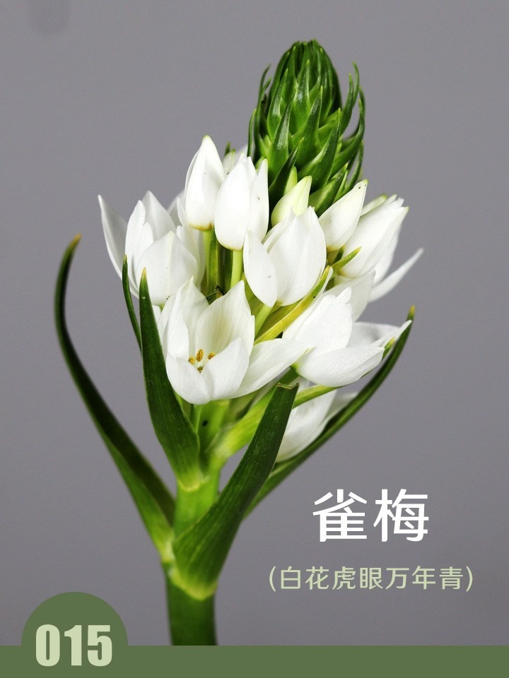 拾花记 雀梅白花虎眼万年青鲜切花养护