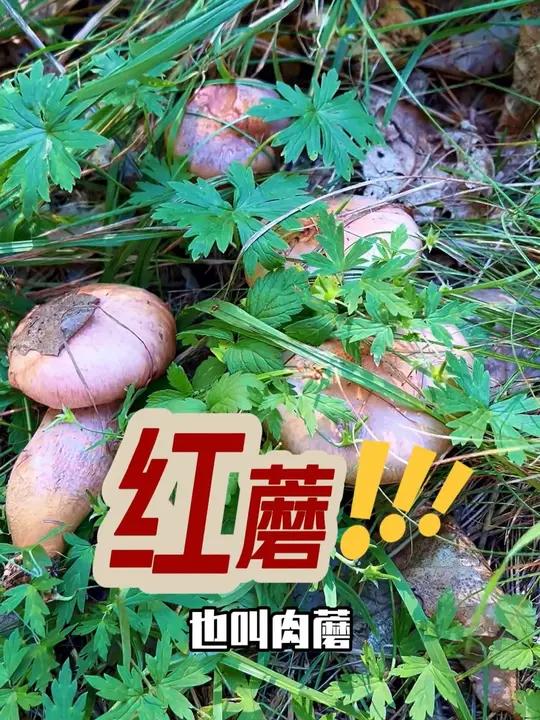 东北野生红蘑 肉质肥厚的东北野生红蘑 大自然的馈赠 野生菌 大山里的味道 这种蘑菇你吃过吗