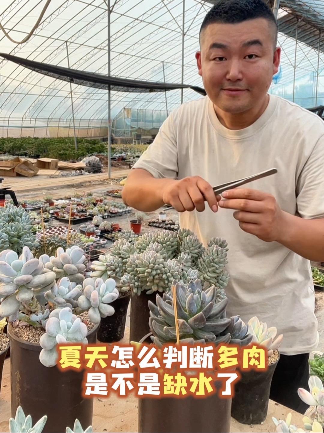 多肉养护一百问-1,夏天如何判断多肉是否缺水 多肉养护 多肉度夏