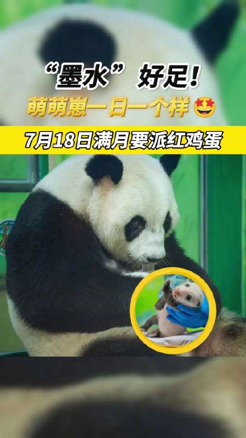「即将满月!广州大熊猫宝宝已经上色「期待」」在保育团队精心照料下,“萌萌”正在进行良好的产