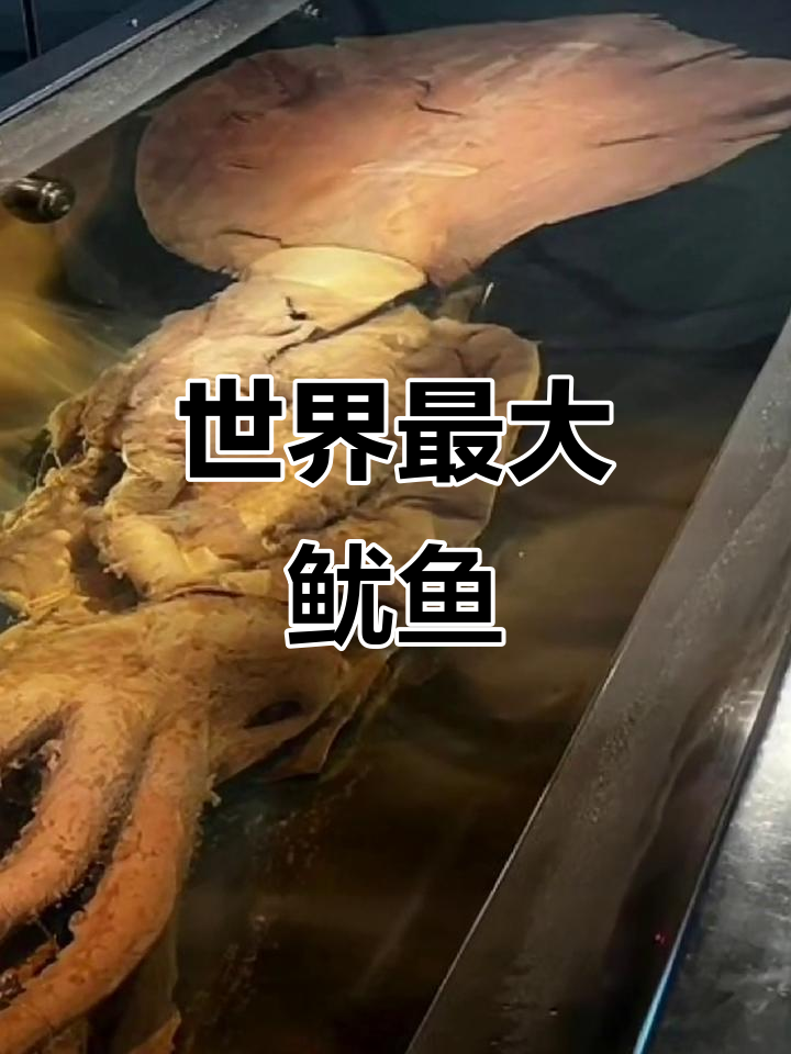 新西兰捕获巨型鱿鱼，创活体捕捉纪录