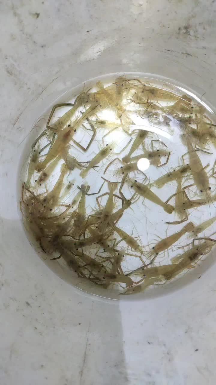 野生河虾 真实户外 今天的收获 捞虾也是技术活 逮鱼摸虾