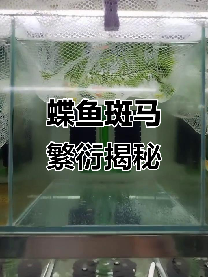 蝶鱼斑马繁殖全纪录:从公母比例到安全环境设置