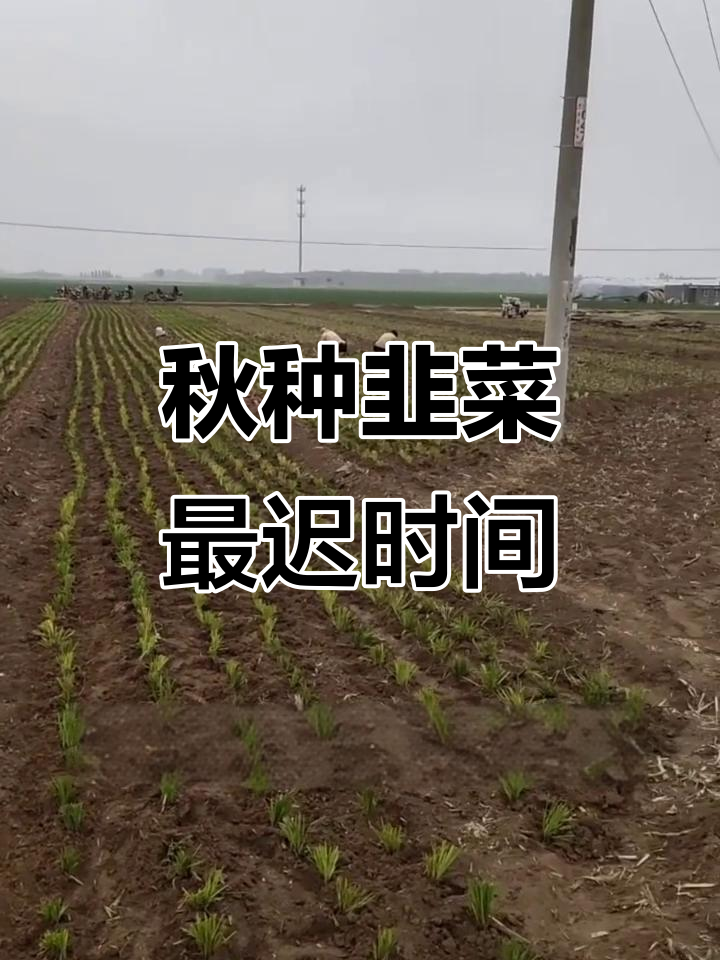 韭菜根移栽最佳时机,寒露后抓紧种植