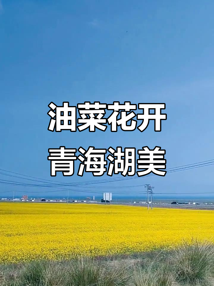 7月青海湖油菜花盛开,甘青大环线自驾游最佳