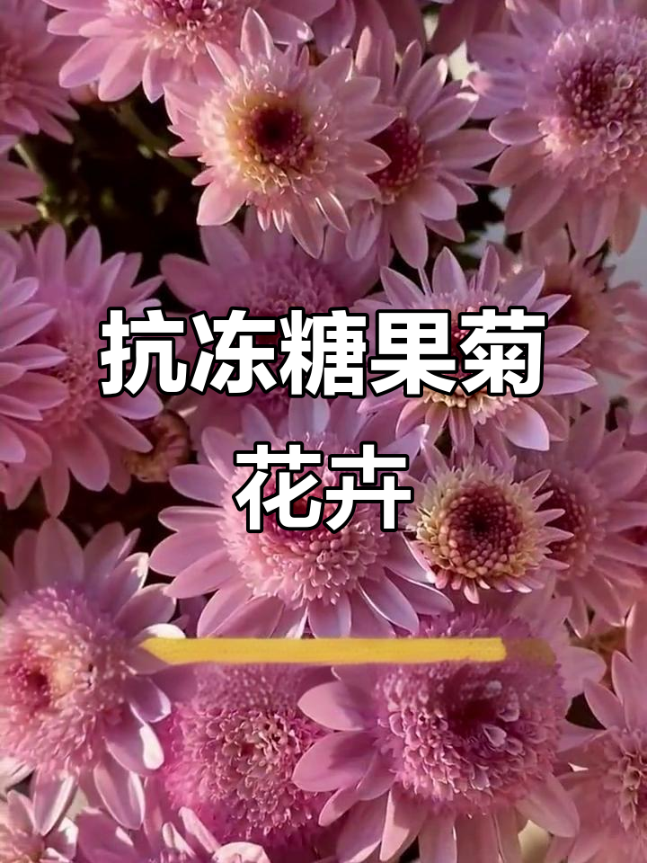 耐寒糖果菊,冬季阳台必备花卉种子