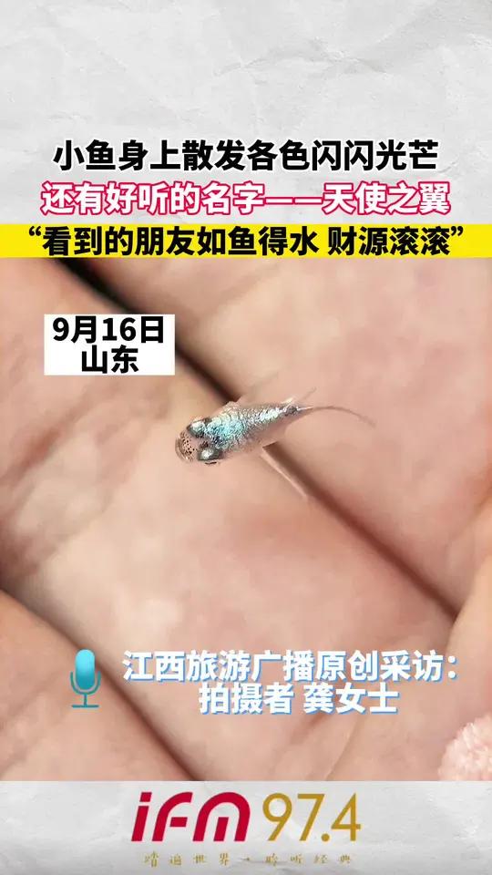小鱼身上散发各色闪闪光芒,还有好听的名字——天使之翼,“看到的朋友如鱼得水 财源滚滚” 所