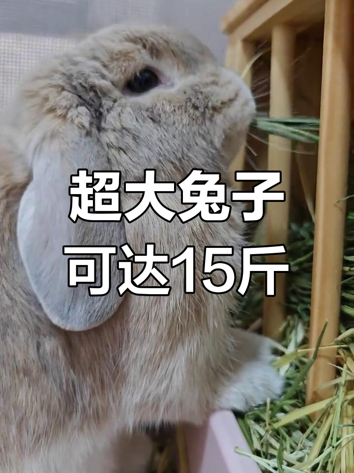 新西兰比利时肉兔,巨型垂耳兔可繁殖