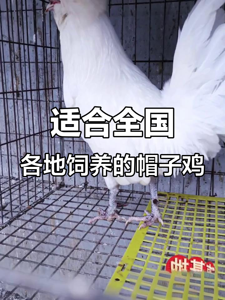 帽子鸡:全国养殖新宠,观赏与创业两不误