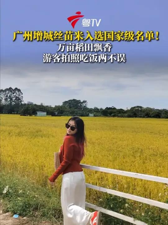 今年10月,增城丝苗米入选了农业农村部官网公布的“2025年农业品牌精品培育计划”名单,是