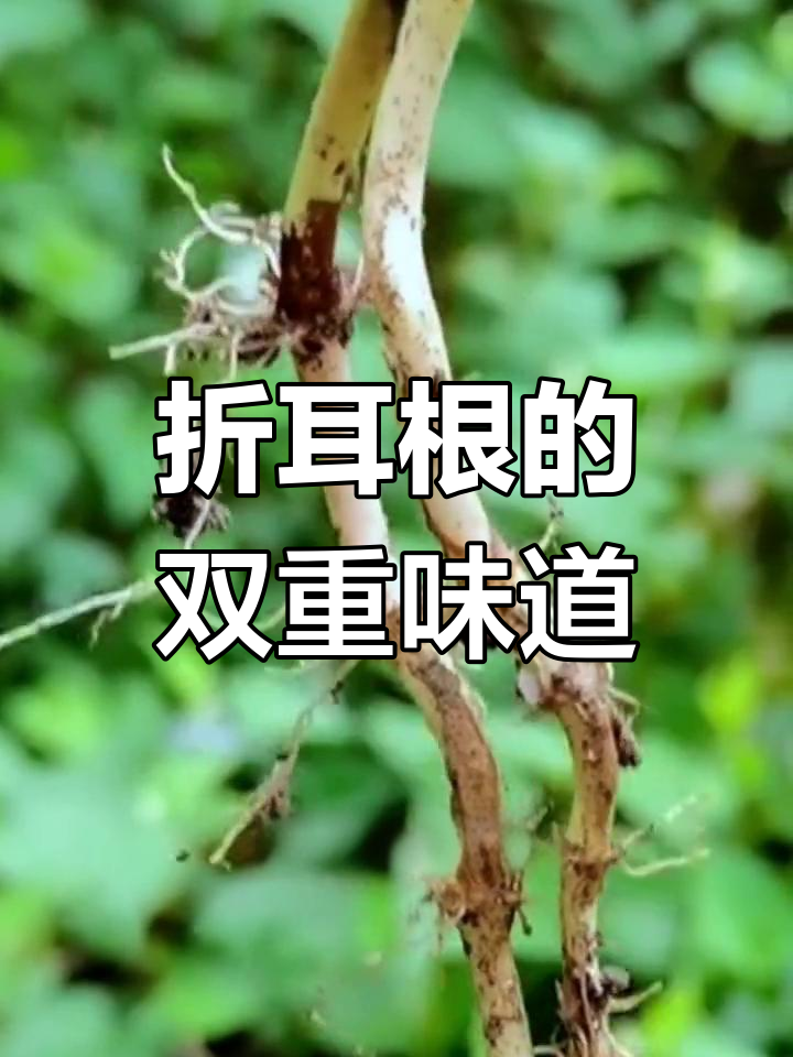 鱼腥草:美味与恶臭并存,药用价值高