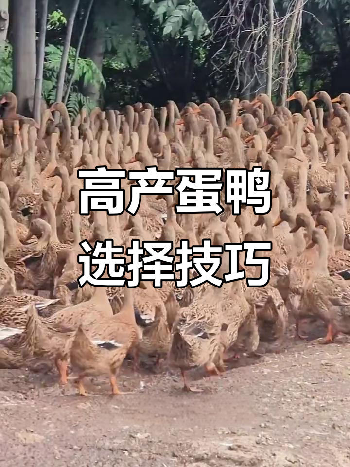 蛋鸭高产秘诀：选对品种，轻松提升产量！