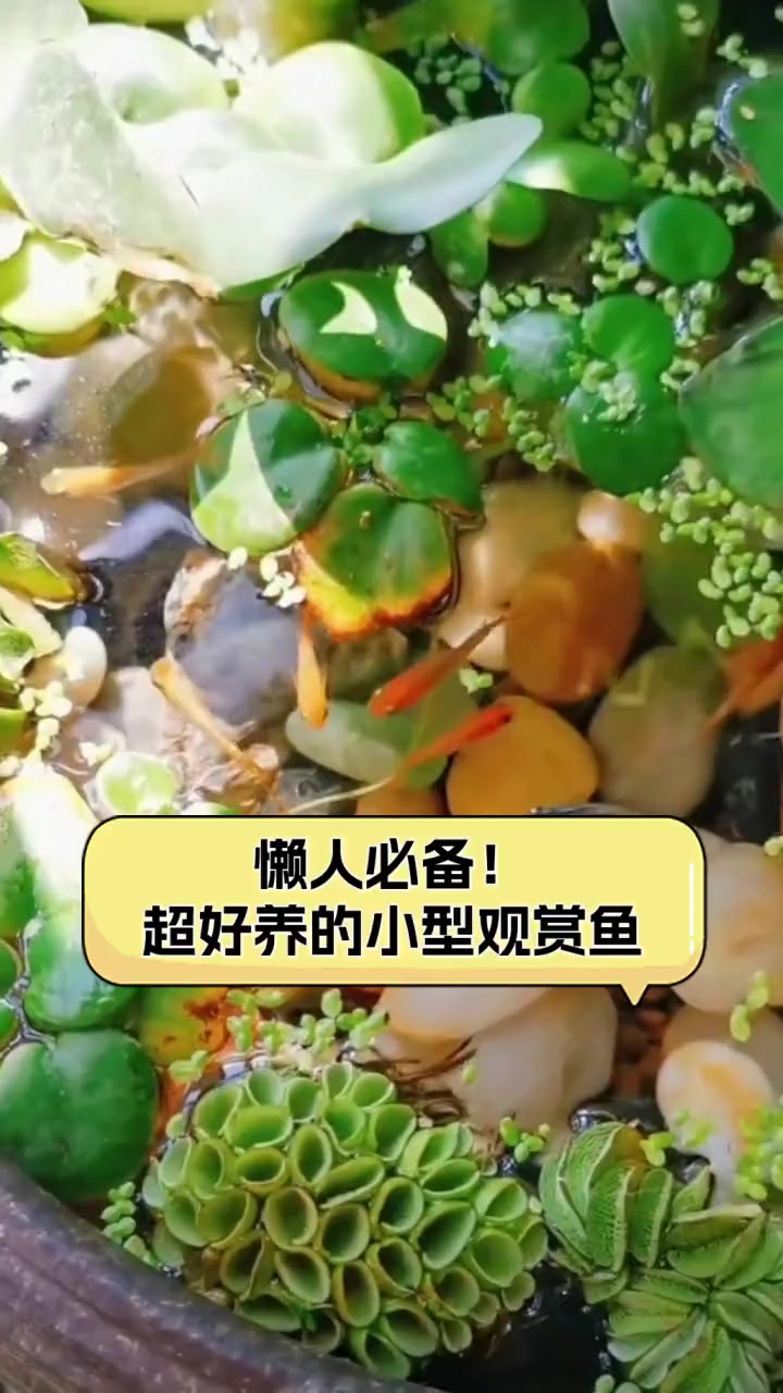 懒人必备!超好养的小型观赏鱼