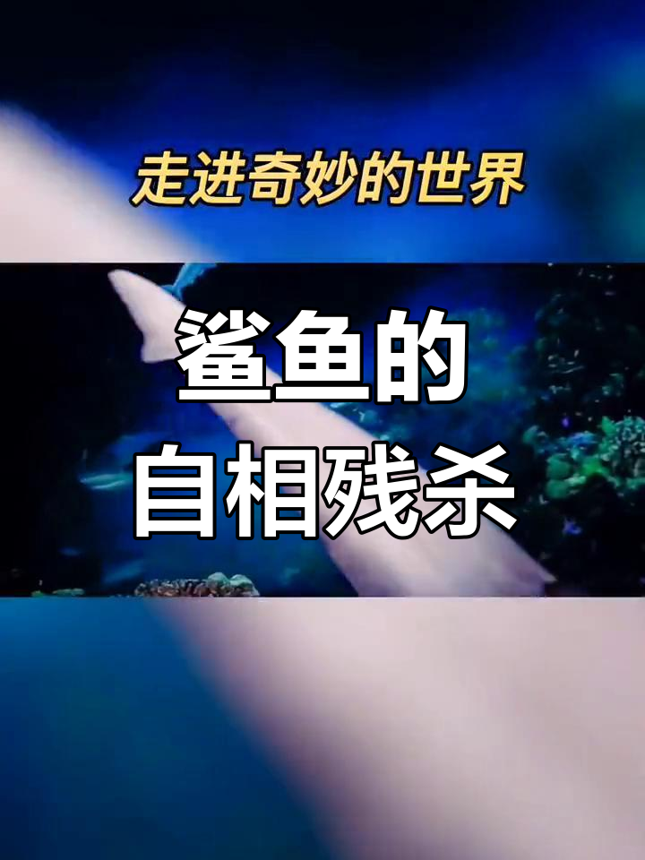 鲨鱼子宫中的残酷竞争