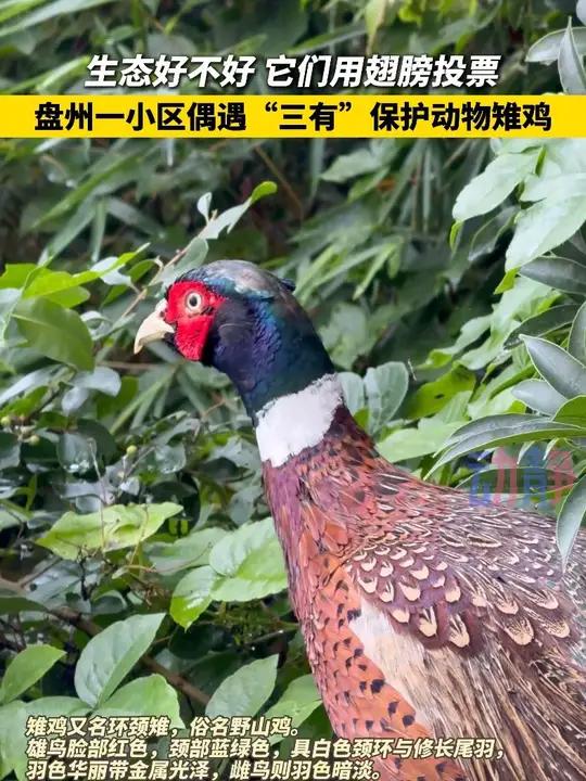 生态好不好，它们用翅膀投票！盘州一小区偶遇“三有”保护动物雉鸡