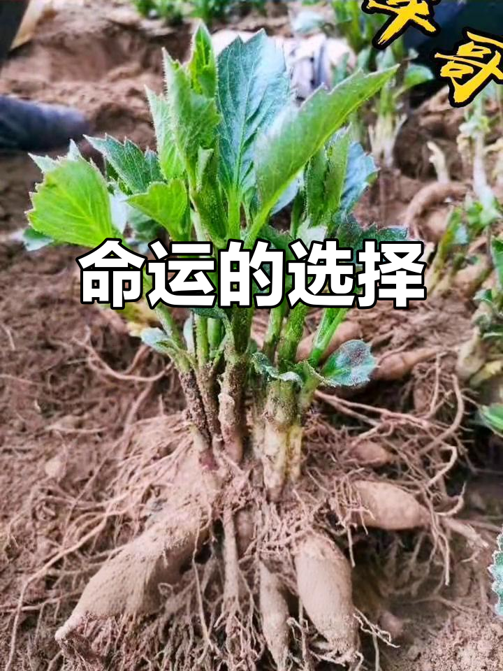 每一步都有它的意义,无论选择如何艰难,都是命运的安排