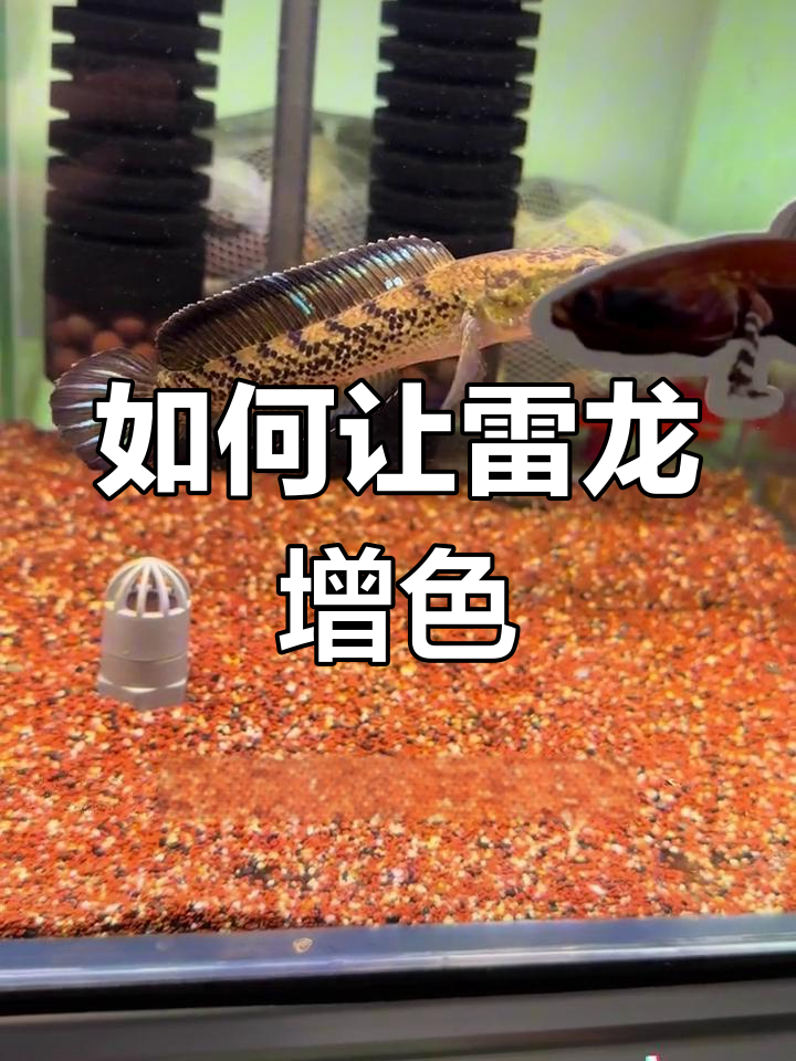 雷龙鱼发色秘诀:素食与维生素的完美结合