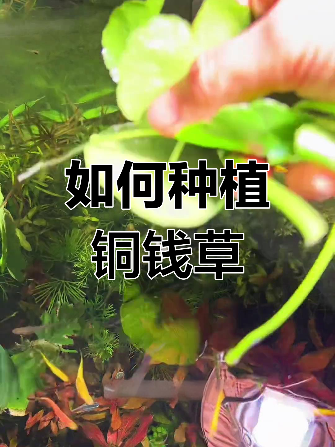 铜钱草种在鱼缸的正确方法