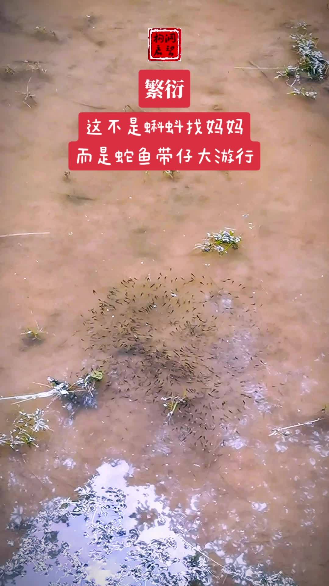 蛇鱼仔仔在游行,蛇鱼妈妈肯定在边上当保镖 我的乡村生活 农村生活 记录真实生活 户外