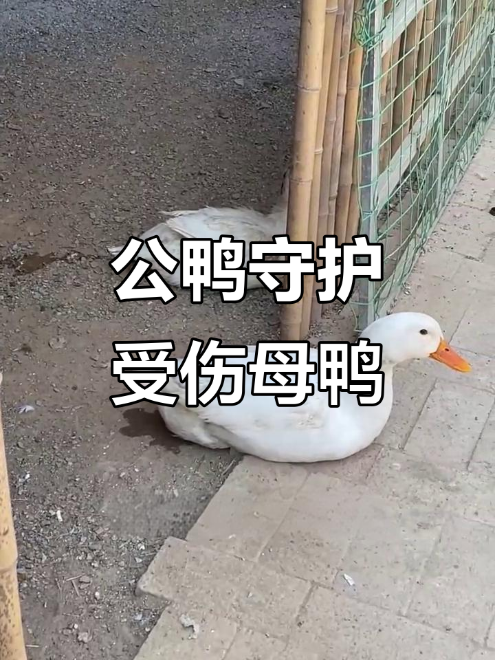 受伤母鸭与公鸭的爱情故事，春天里的奇迹
