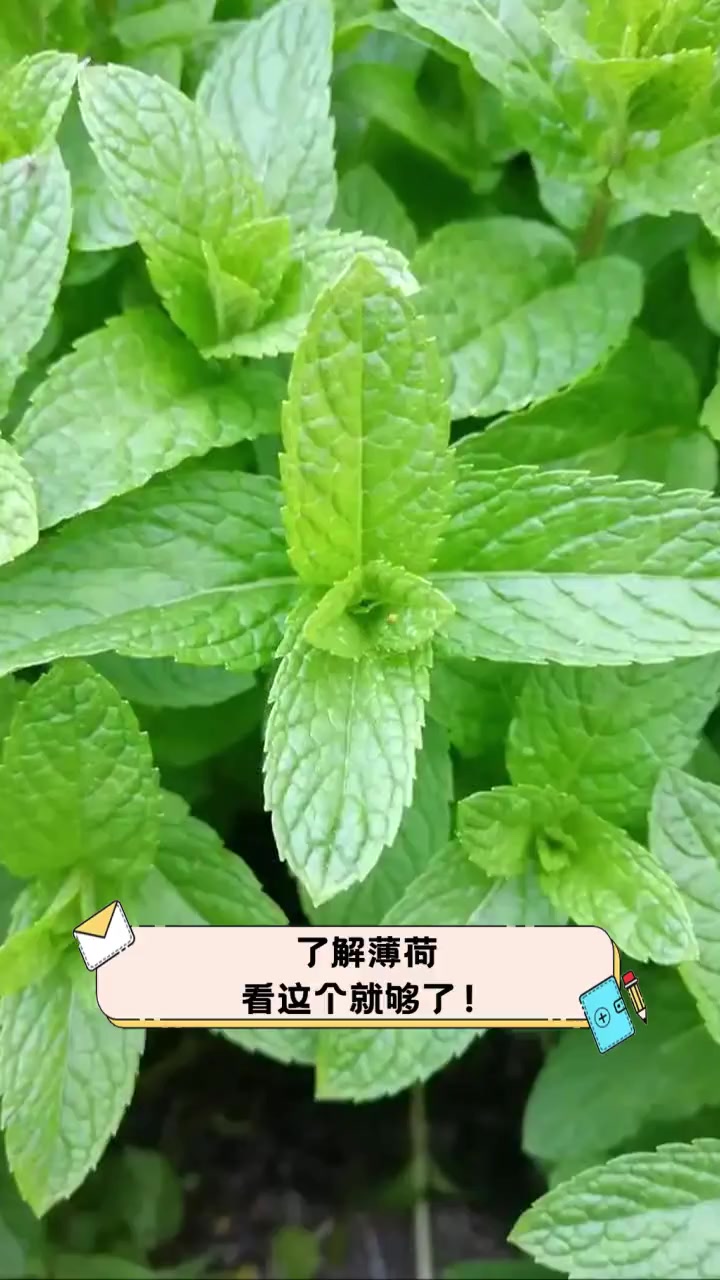 了解薄荷,看这个就够了!