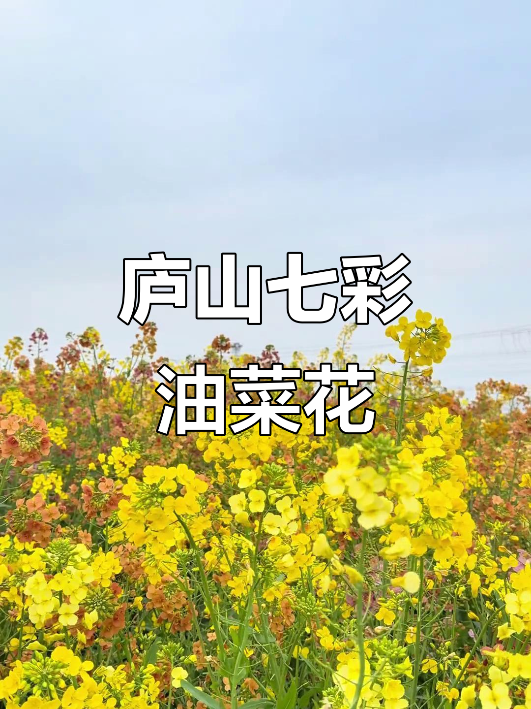 庐山站旁的七彩油菜花田,春天的色彩尽收眼底