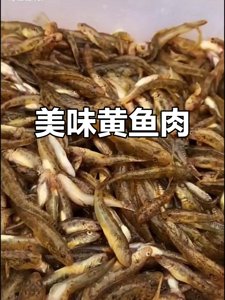 这种火焙小黄鱼,头大身小,肉嫩无骨,口感绝佳!