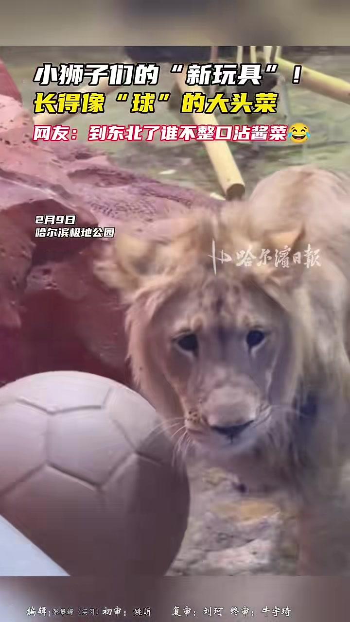 小狮子们的“新玩具”！长得像“球”的大头菜。网友：到东北了谁不整口沾酱菜#哈尔滨#狮子小毛