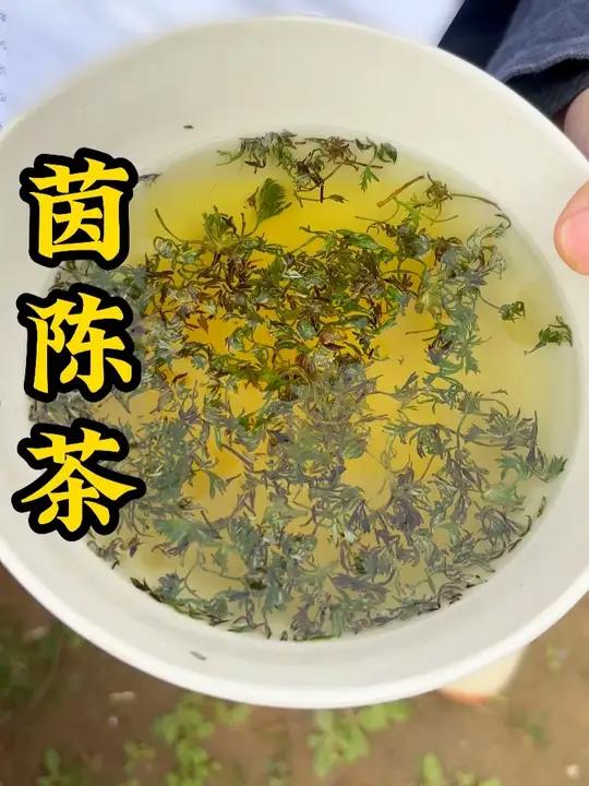俗话说一把茵陈一颗枣,华佗来了都说好,今天就手把手教大家做几种茵陈茶,不同的搭配,有不同的