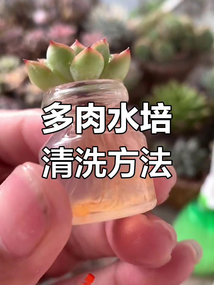 水培多肉养护技巧:如何清理脏水,让植物更健康