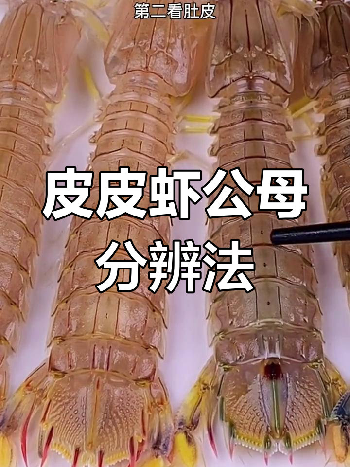 如何辨别皮皮虾的性别