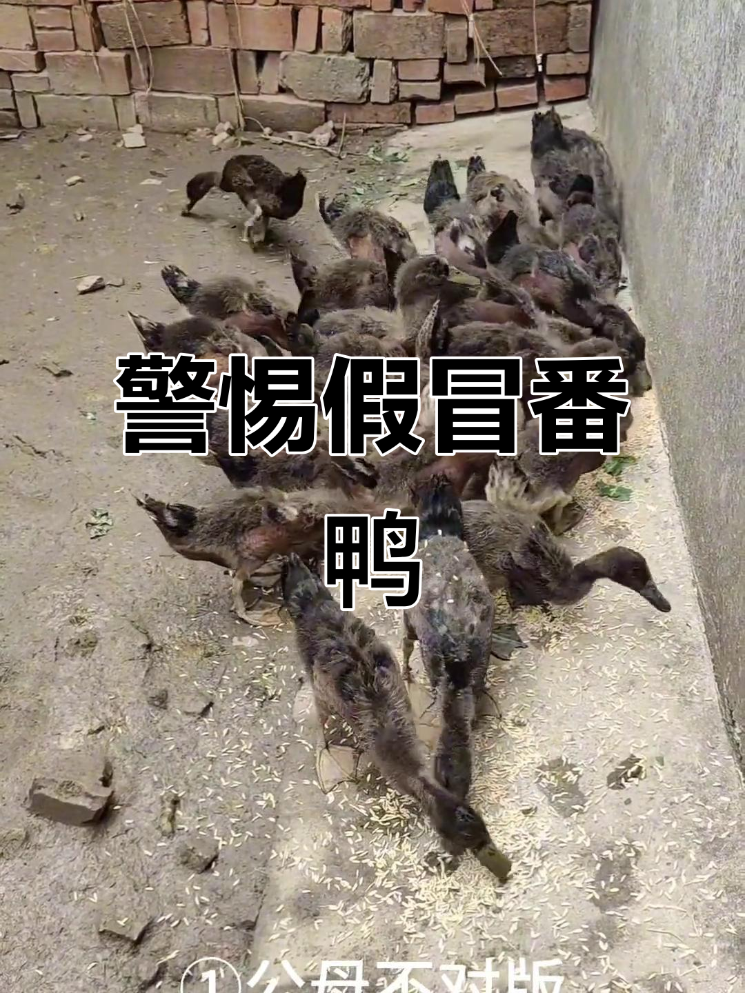 网购需谨慎,假货横行!学会辨别真假番鸭很重要