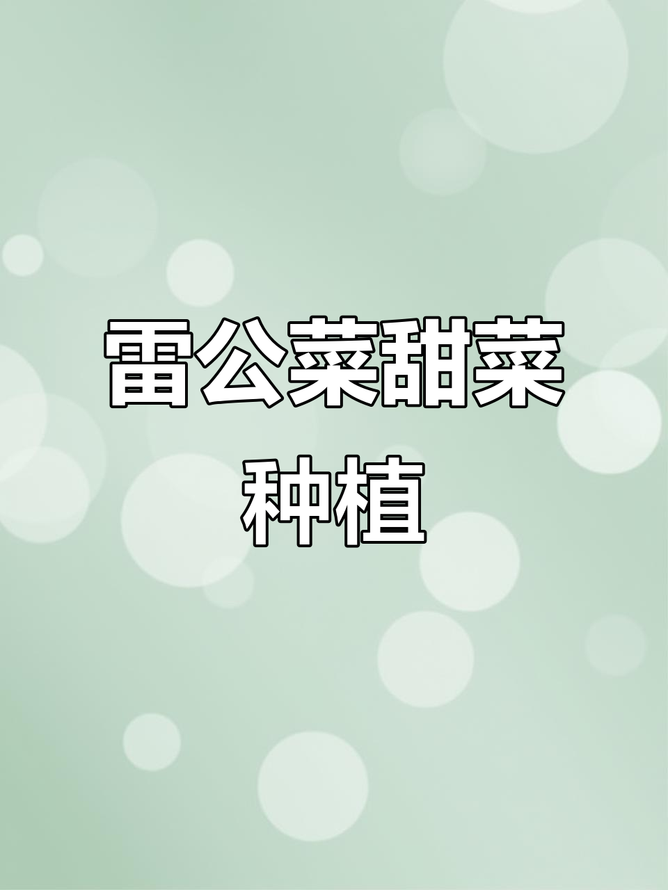 云南雷公菜甜菜种植技巧与展示