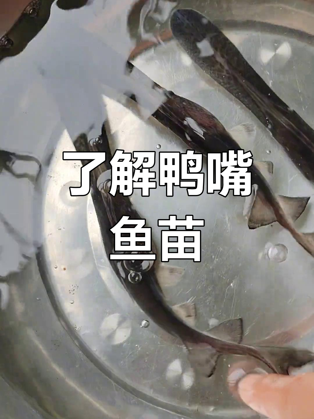 鸭嘴鱼苗揭秘:无刺、净化水,养殖技巧全解析