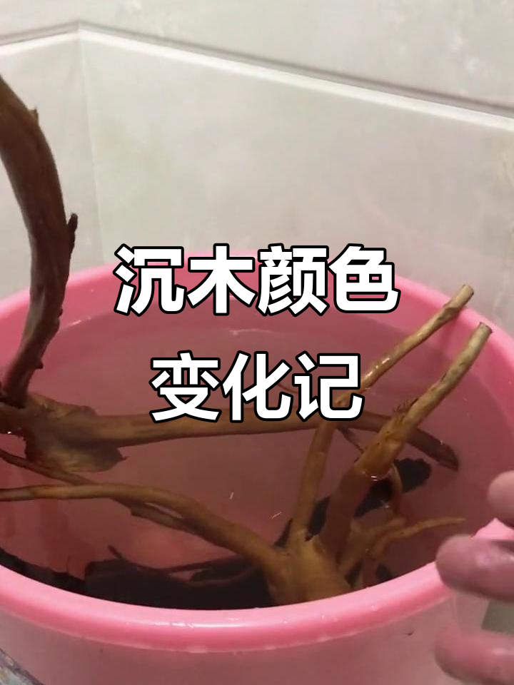 沉木造景日记:杜鹃根的颜色与泡水过程