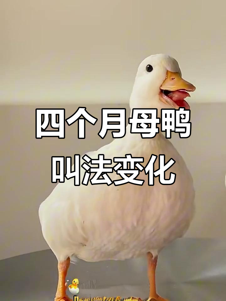 虎鸭四个月叫声大变，从“屁屁”到“咪咪”
