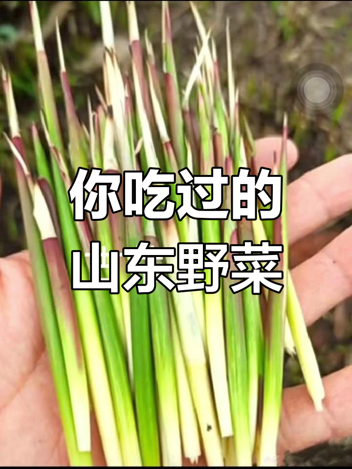 山东野菜大揭秘:这些你吃过吗?味道如何?