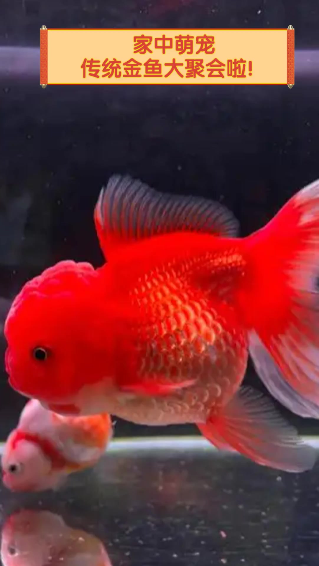 家中萌宠,传统金鱼大聚会啦!