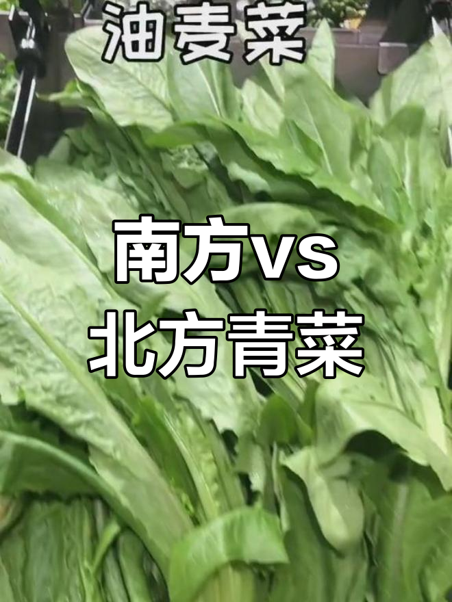 南方北方青菜大不同,看看你更偏爱哪种?